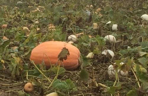 Alte Heimat - Foto 17