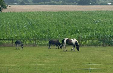 Arglam Lane Farm - 4 bedroom Tranquil Countryside Retreat sleeps 7 - Foto 42