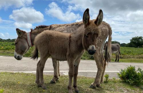 Stunning Rustic Home, New Forest National Park - Photo 50