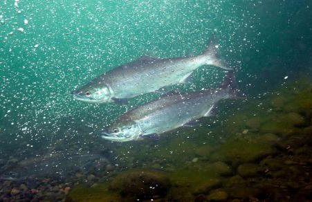 Riverfront Cabin Rental with All Meals Included inside Katmai National Park on the Alagnak Wild River, Alaska - Foto 25
