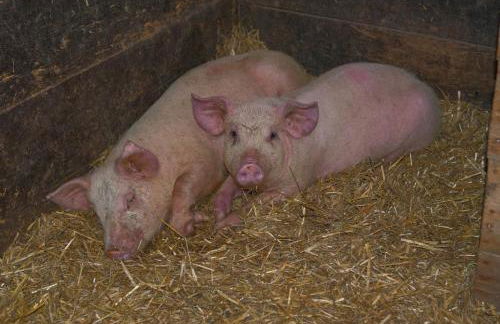 Hofrichter - Photo 43