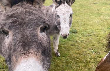 Heywood Glamping - Foto 15