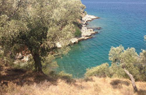 Olive Grove House - Foto 51