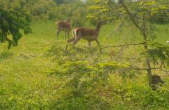 DOMKI POD DĘBAMI , Radawa - Foto 25