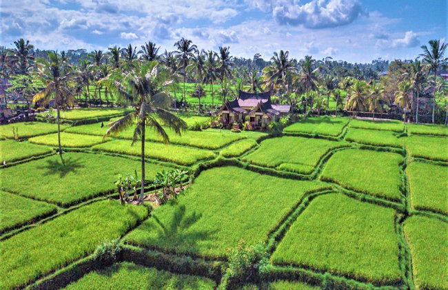 Mathura Ubud - Foto 31