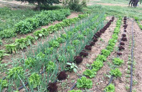 Karaiskos Agritourism Farm - Foto 40