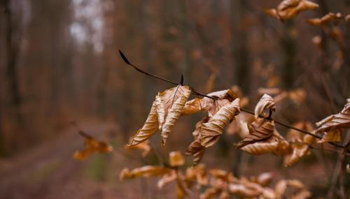 Tiny Haus 3 - Zwetschge - Foto 4