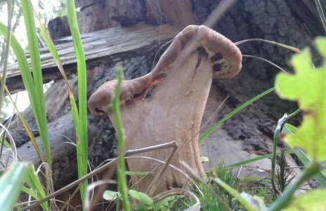 Wiejska Chata - Foto 54