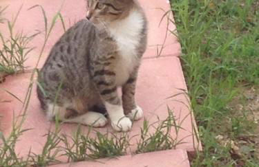 Casa Antica - Foto 15