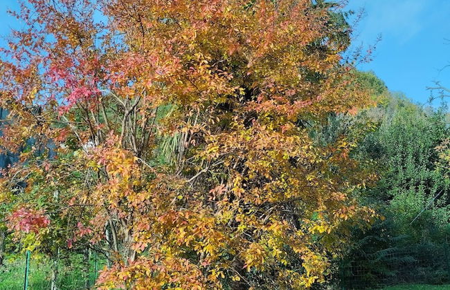 Comfortable House - Garden and Parking - Photo 30