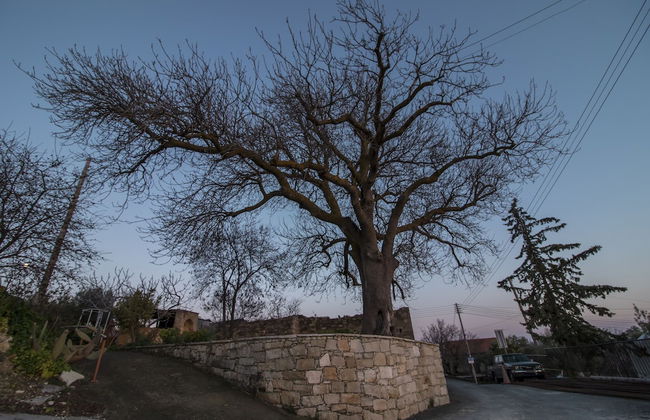 Dioni Palace - Photo 36