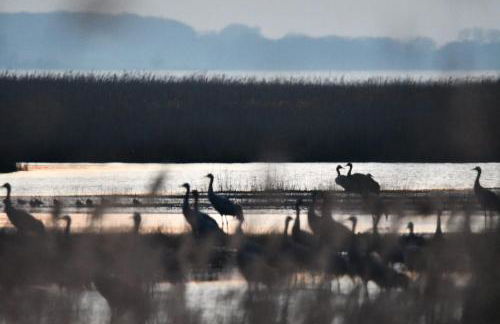 Ferienwohnung Boddenliebe - Foto 40