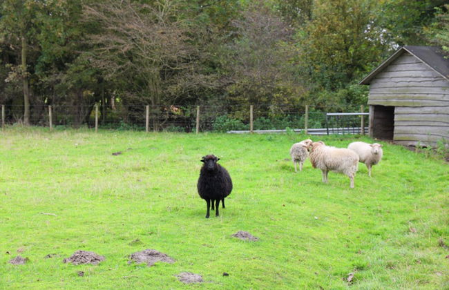 Luxurious Mansion in Callantsoog With Sauna - Photo 32