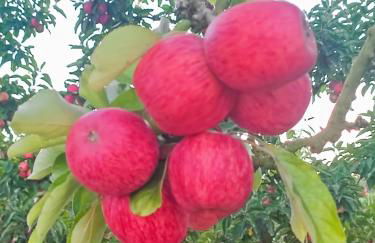 Historic Vineyard Retreat - 1785 Country Cottage in Peral - Foto 69