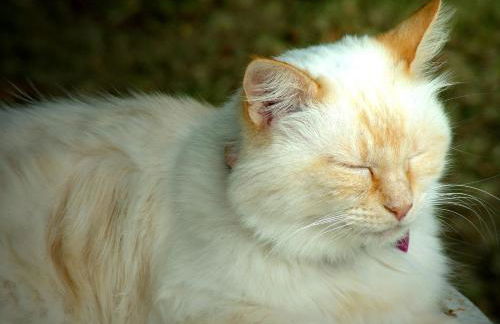 La Francigena - Foto 46