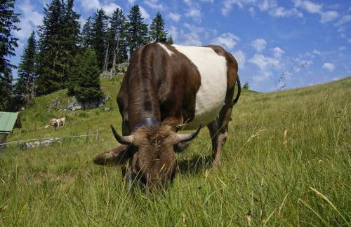 Landhaus Barbara - Photo 10