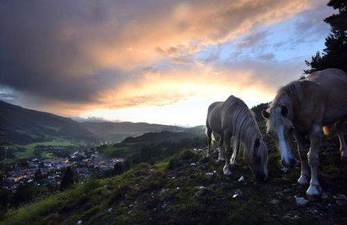 Agritur Darial - Photo 63
