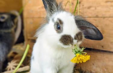 Gästehaus Stein im Thüringer Wald - Foto 51