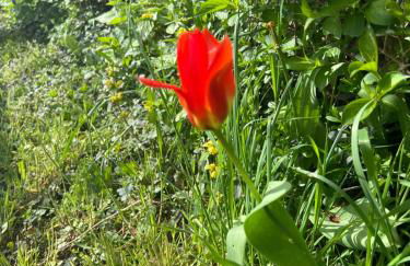 NEW Spacious House with large garden - Foto 62