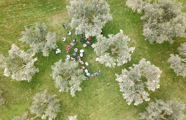 Oleotourism in Navarre. Visit and tasting of organic EVOO Artajo - Photo 4