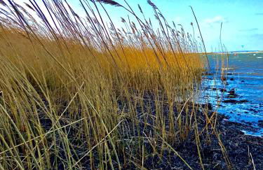 Fördekoje - Foto 30