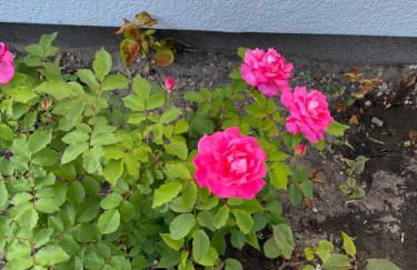 Haffquartier - "Zur Alten Bäckerei" - Foto 6