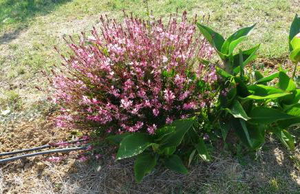 Villa Pian De Noci - Tenuta del Palagio - Foto 46