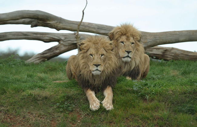 Melbourne Unlimited Attractions Pass - Foto 6