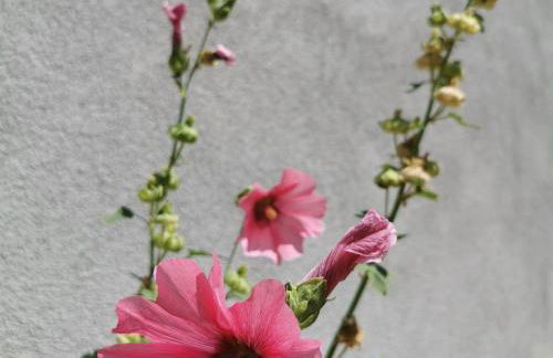 Maison rénovée avec grand jardin à Polignac - FR-1-582-351 - Foto 16