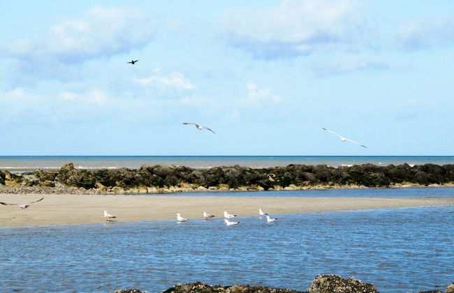 Les Chardonnets - Foto 19
