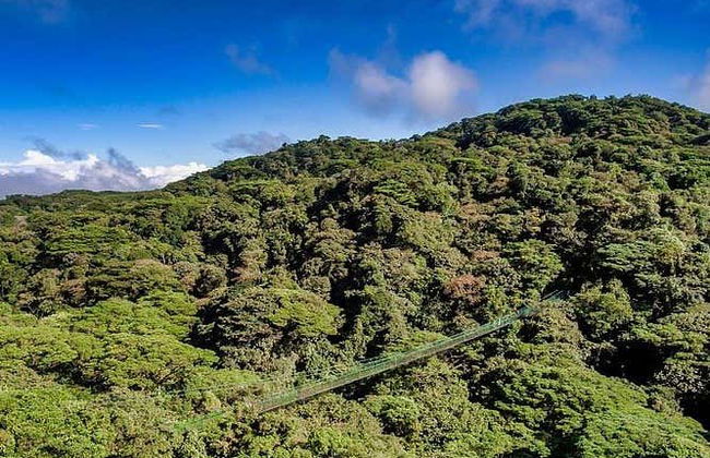 Tour dei ponti sospesi della foresta nebulosa di Monteverde - Foto 2