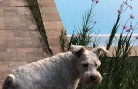 Buena Vista - Casa e suítes - Vistas deslumbrantes em Petrópolis - Foto 43