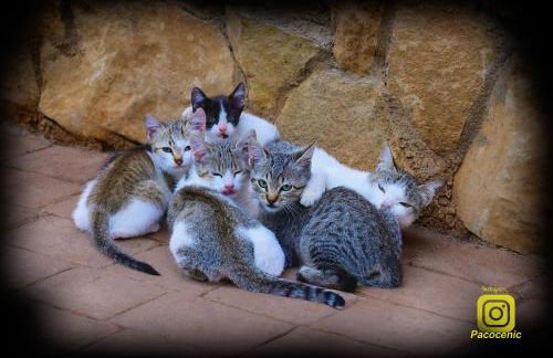 Turismo Rural Santa Lucia - Photo 67