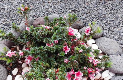 Vivenda da Natureza - Foto 54