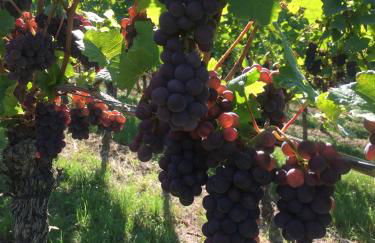 Winzerhof Bitzenhofer - Foto 24