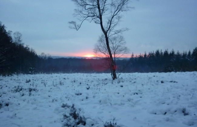 Peaceful Forest Chalet - Photo 27