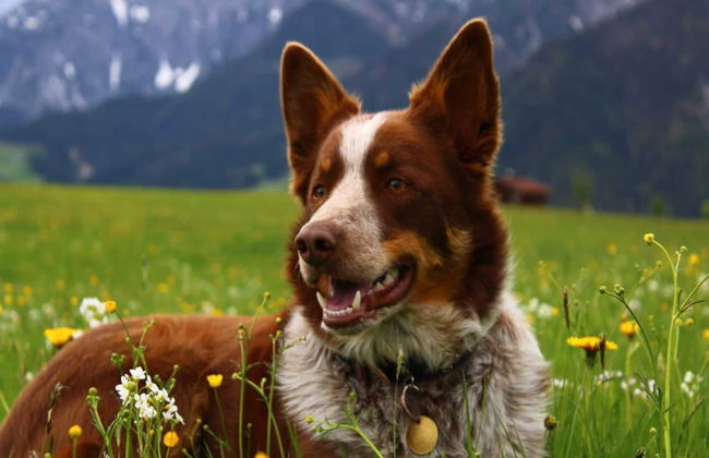 Apartment in Saalfelden Near Ski Slopes - Foto 38