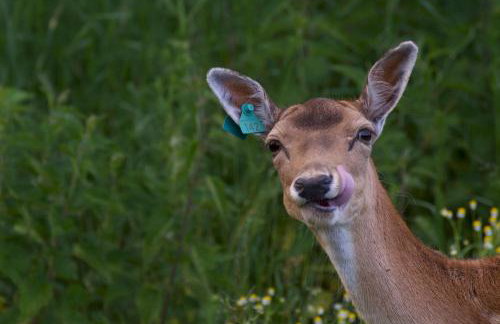 Miła Dolina - Foto 51