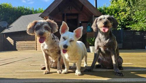 The Hive - Unique log cabin with wood burning stove - Foto 4