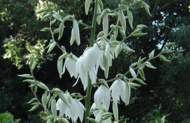 Apartments Bassi - Foto 19