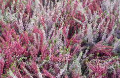 Appartement 105 - Foto 15