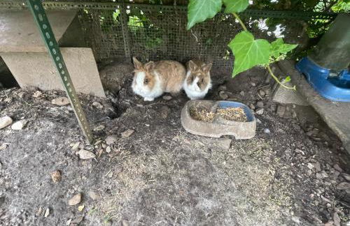 Family House - Foto 42