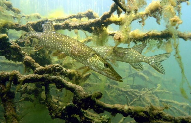 Agroturystyka u przyjaciol Soni - Foto 55