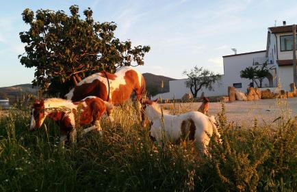 Masseria Straziuso - La Vaccariccia - Foto 91