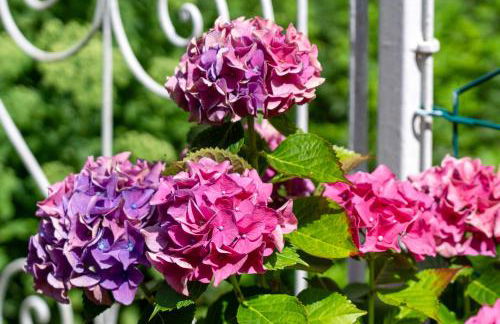 Ferienwohnungen Behling am Schufutsberg - Foto 62