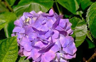 Casa em penedo com cachoeira - Photo 37