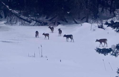 Paddler's Paradise Cabin with Direct Trail Access! - Foto 67