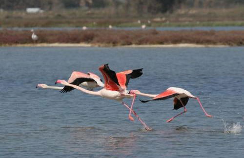 Brezza di Mare - Foto 24