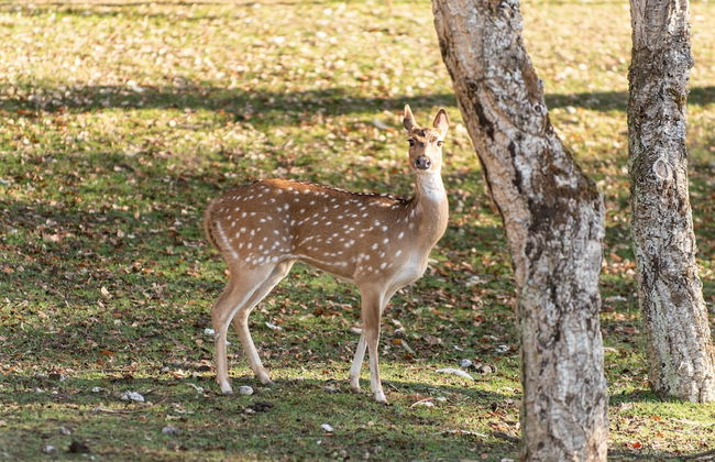 Natura Fun House & Camping - Foto 37