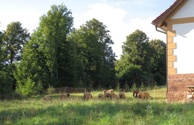 Dolní Olešnice - Foto 32